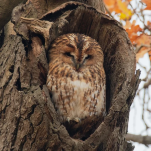 Tawny Owl